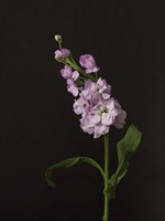 Dark & Dreamy II Fine Art Print