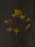 Dark & Dreamy IV Fine Art Print