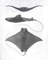Grey-Scale Stingrays II Fine Art Print