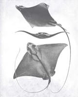 Grey-Scale Stingrays III Fine Art Print