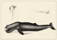 Antique Whale Study II Fine Art Print