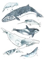 Cetacea I Fine Art Print
