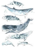 Cetacea II Fine Art Print