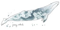 Cetacea Gray Whale Fine Art Print
