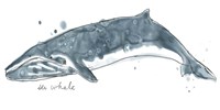 Cetacea Sei Whale Fine Art Print