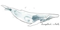 Cetacea Humpback Fine Art Print