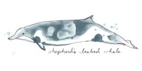 Cetacea Shepherd's Beak Whale Fine Art Print