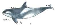 Cetacea Orca Whale Framed Print