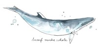 Cetacea Dwarf Minke Whale Fine Art Print