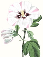 Floral Beauty III Fine Art Print