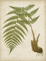 Fern Trio III Framed Print