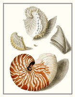 Collected Shells I Fine Art Print