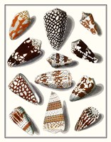 Collected Shells V Fine Art Print