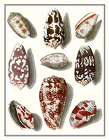 Collected Shells VI Fine Art Print