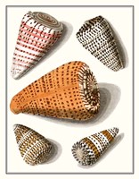 Collected Shells IX Fine Art Print