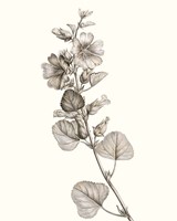 Neutral Botanical Study I Fine Art Print