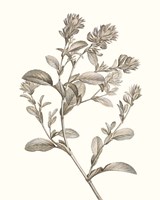 Neutral Botanical Study II Fine Art Print