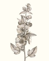 Neutral Botanical Study V Fine Art Print