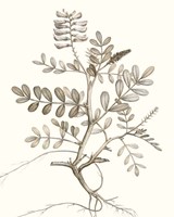 Neutral Botanical Study VI Fine Art Print