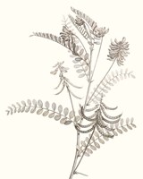 Neutral Botanical Study VII Framed Print