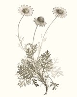 Neutral Botanical Study VIII Framed Print