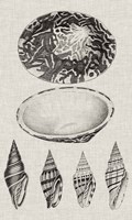 Charcoal & Linen Shells III Framed Print