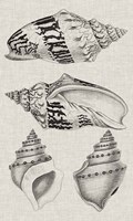 Charcoal & Linen Shells IV Framed Print