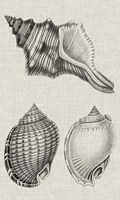 Charcoal & Linen Shells V Framed Print