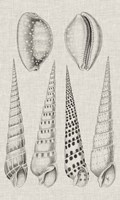 Charcoal & Linen Shells VI Fine Art Print