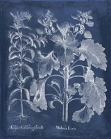 Besler Leaves in Indigo I Fine Art Print