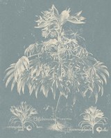 Delicate Besler Botanical I Framed Print
