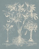 Delicate Besler Botanical II Fine Art Print