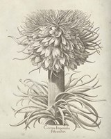 Fresco Crown Imperial I Framed Print