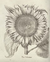 Fresco Sunflower I Framed Print