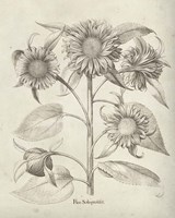 Fresco Sunflower II Framed Print