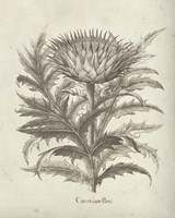 Fresco Artichoke I Fine Art Print