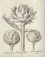 Fresco Artichoke II Fine Art Print