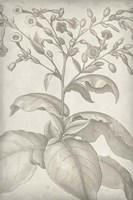 Classic Romance I Framed Print