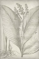 Classic Romance II Framed Print