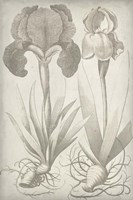 Classic Romance IV Fine Art Print