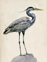 Blue Heron Rendering I Fine Art Print