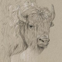 Bison Sketch I Framed Print