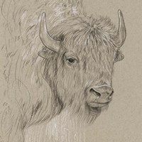 Bison Sketch I Fine Art Print