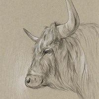 Bison Sketch II Fine Art Print