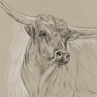 Longhorn Sketch I Framed Print