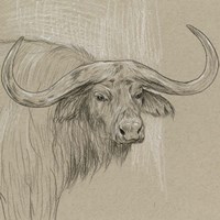 Longhorn Sketch II Framed Print
