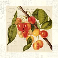 Cerises Fine Art Print