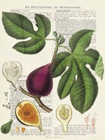 Fruits de Saison, Figues Fine Art Print
