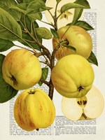 Fruits de Saison, Pommes Fine Art Print