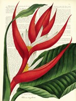 Vintage Botany I Fine Art Print
